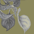 illustrazioni